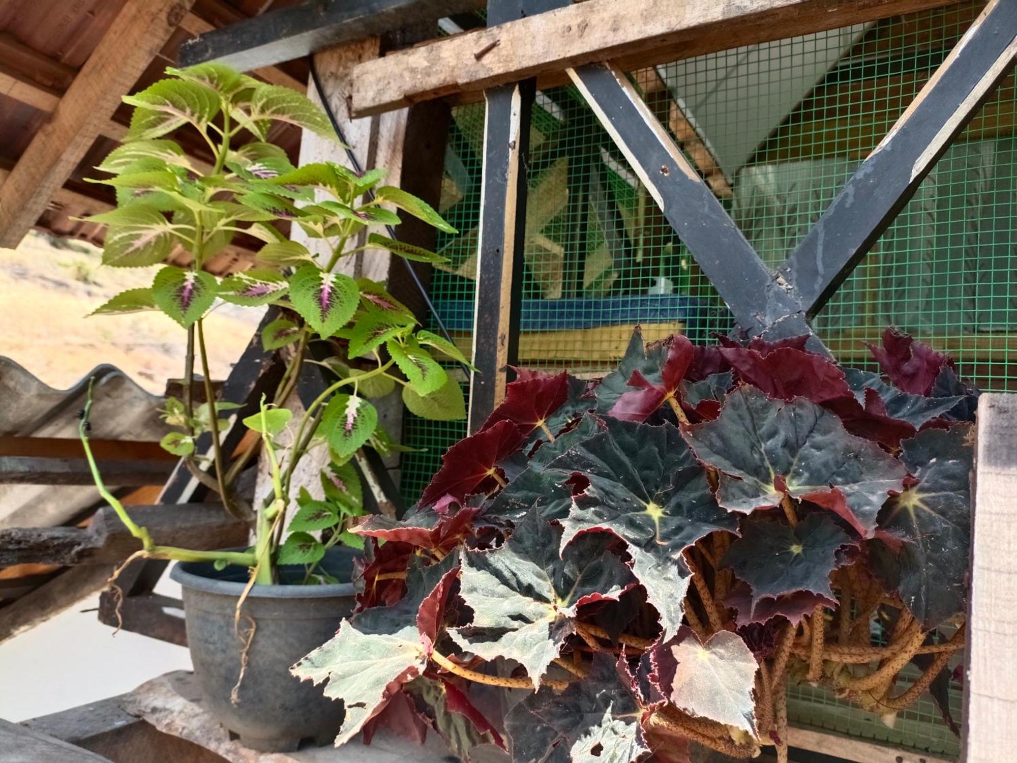 הבאראנה Mamisa Cafe, Home Stay מראה חיצוני תמונה